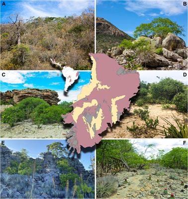 The Origins and Historical Assembly of the Brazilian Caatinga Seasonally Dry Tropical Forests